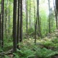Заповедник «Кологривский лес»